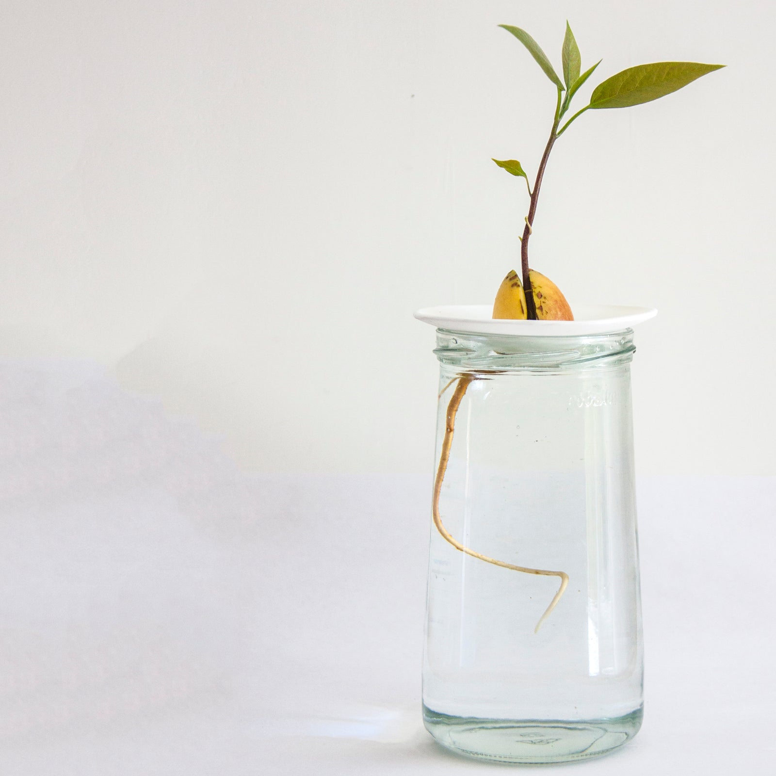 Germination plate size L